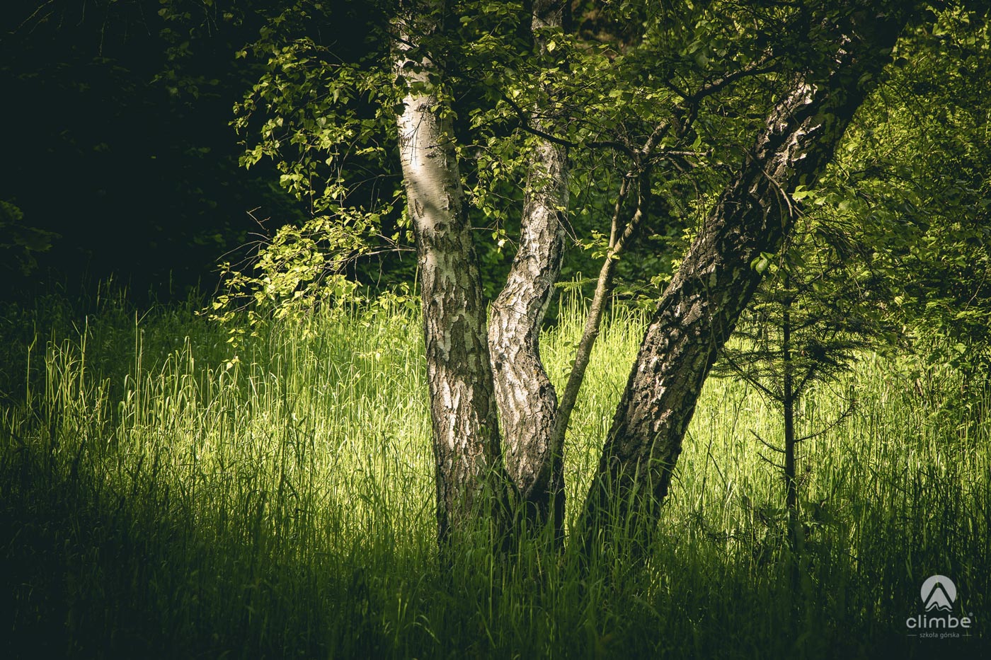Drzewo w słońcu i w cieniu. Korona Beskidu Wyspowego. Beskid Wyspowy. Wschód Słońca