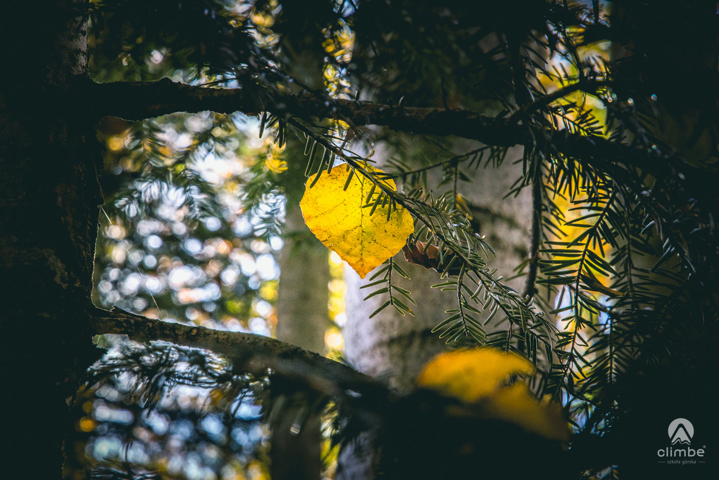 W drodze na Jaworz. W oddali wieża widokowa. Korona Beskidu Wyspowego. Beskid Wyspowy