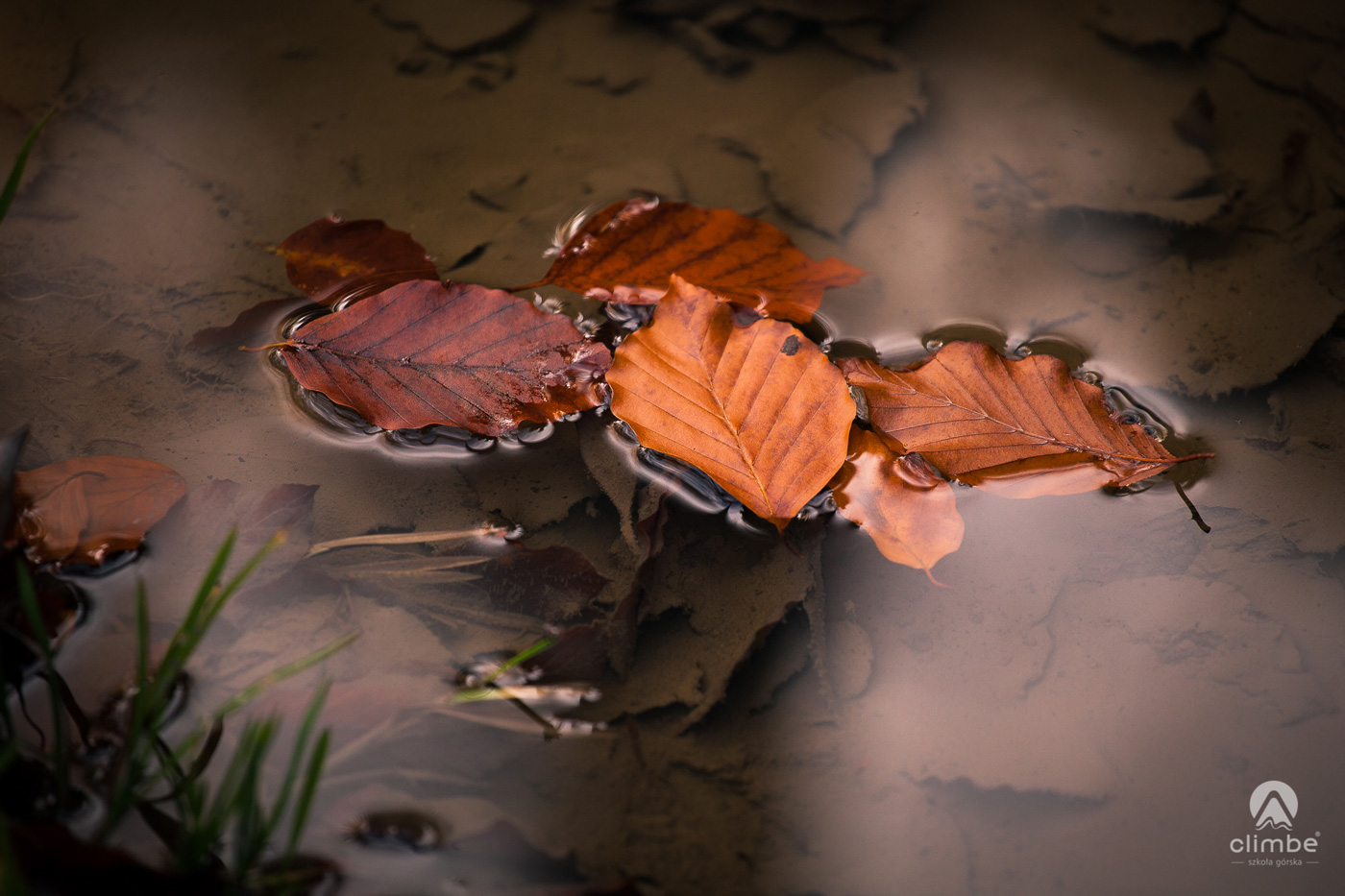 W drodze na Mogielicę. Korona Beskidu Wyspowego. Beskid Wyspowy. Liście w promieniach słońca