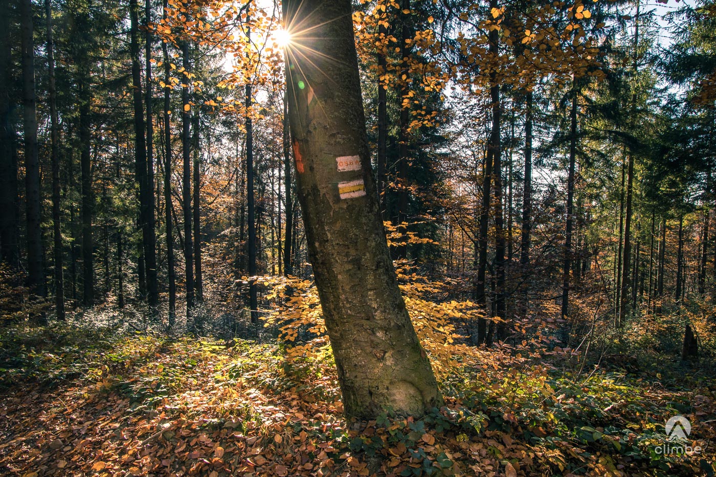Modyń. Korona Beskidu Wyspowego. beskid Wyspowy. Drzewo w promieniach słońca