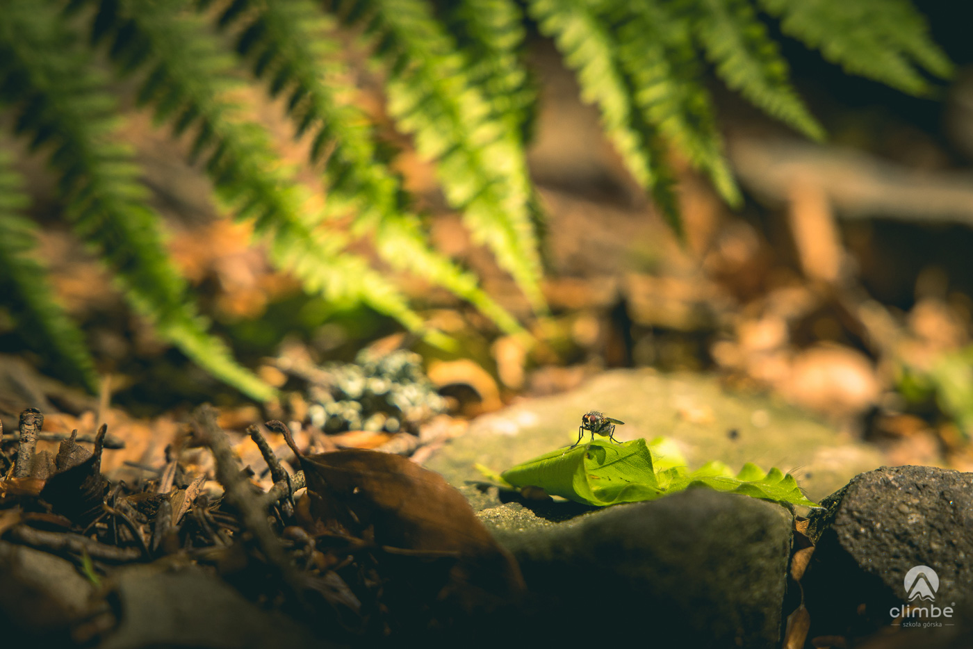 Mucha zapozowała. Korona Beskidu Wyspowego. Beskid Wyspowy.